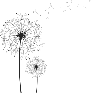 Dandelion PNG-12858